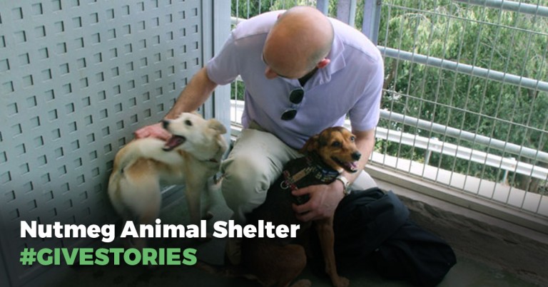 A man petting several dogs at Nutmeg Animal Shelter with the words "Give Stories".