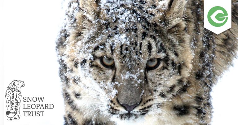 The Snow Leopard Trust is one such cause -- using Give to protect endangered snow leopards.