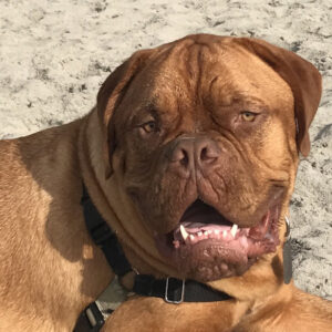 A happy smiling Mayor Gus loves laying on the beach in Coronado, California.