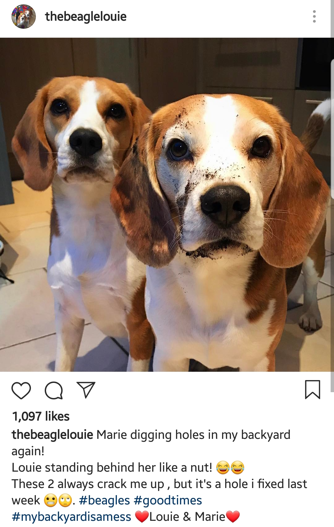 Louie the Beagle Instagram 2