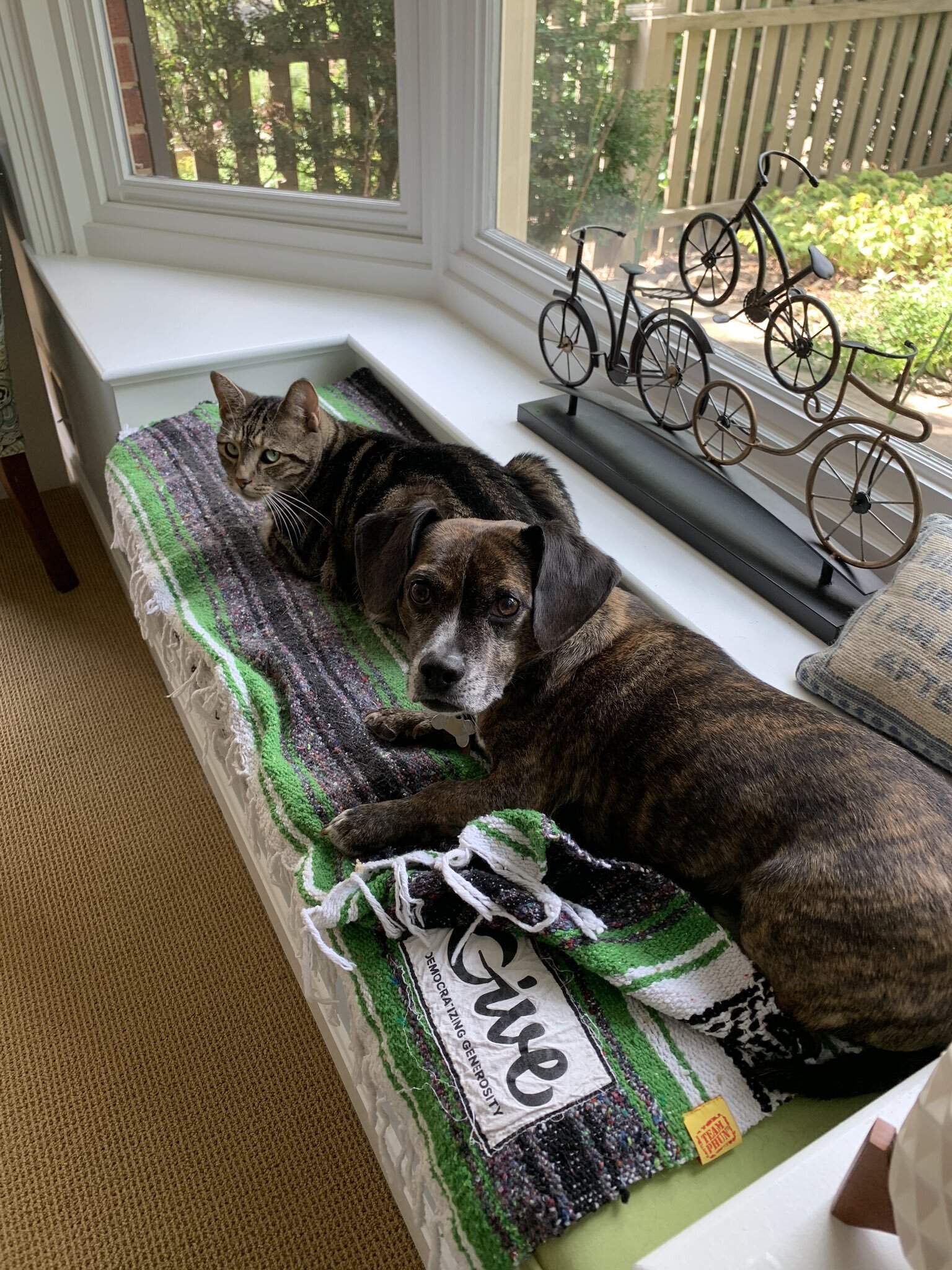 Two pups sitting on a GiveWP blanket in the window.