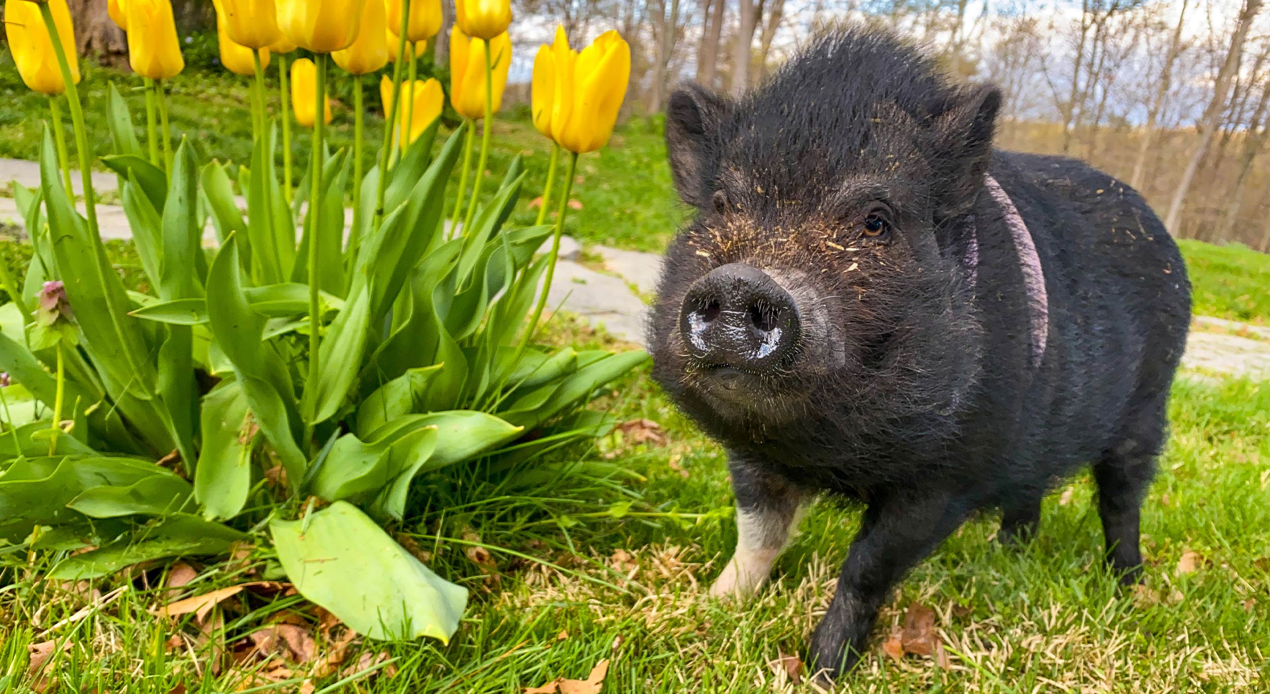 Mary Piggins - the first pet therapy pig at Piggins and Banks