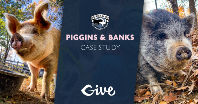 Three images. Either side is a cute little piggy and in the center is an image that reads Piggins and Banks Case Study