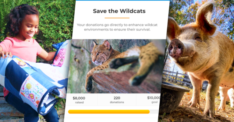 Three images in a row. Left: Young girl looking at a blanket. Middle: Donation form example to save wildcats. Right: Pig at an animal sanctuary.